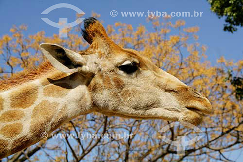  Girafa (Giraffa camelopardalis) - Parque dos Leões - África do Sul - Agosto de 2006 