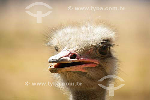  Avestruz (Struthio camelus) - Parque dos Leões - África do Sul - Agosto de 2006 