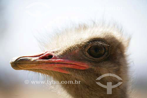  Avestruz (Struthio camelus) - Parque dos Leões - África do Sul - Agosto de 2006 