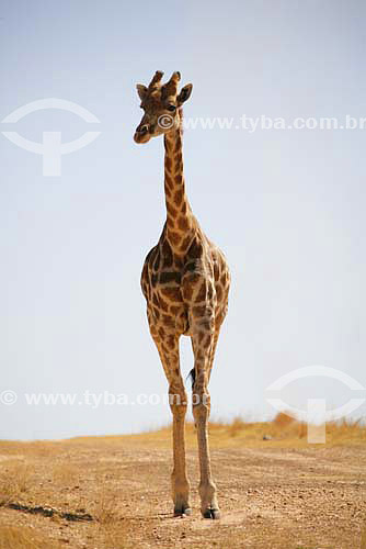  Girafa (Giraffa camelopardalis) - Parque dos Leões - África do Sul - Agosto de 2006 