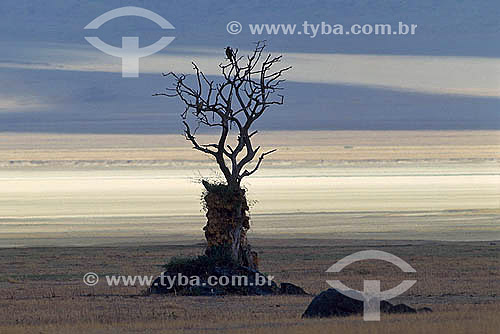  Pássaros em galho seco de árvore - Cratera de Ngorongoro - Tanzânia - África 