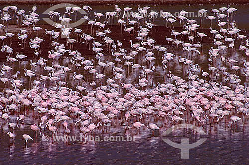  Flamingo-pequeno (Phoenicopterus minor) - Parque Nacional Arusha - Tanzânia - África 