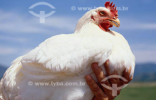  Agroindústria - Avicultura : mão erguendo frango 