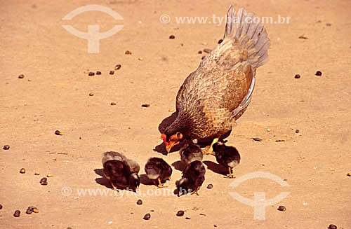  Aves: galinha e pintos ciscando grãos 