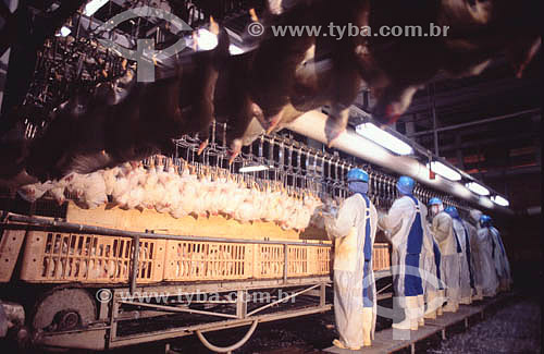  Agro-Indústria (Agro Indústria) - Avicultura / frangos: trabalhador em frigorífico - Sadia - Concórdia - SC - Brasil - data: 2002

  - Concórdia - Santa Catarina - Brasil