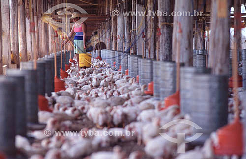  Agroindústria - Avicultura / frango: Trabalhador em granja - Sadia - Concórdia - SC - Brasil - data: 2002  - Concórdia - Santa Catarina - Brasil