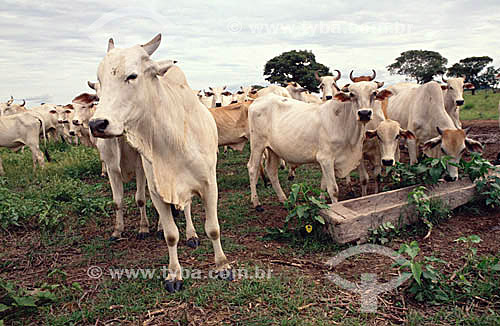  Agropecuária / Pecuária : gado se alimentando no pasto, Mato Grosso do Sul - Brasil  - Mato Grosso do Sul - Brasil