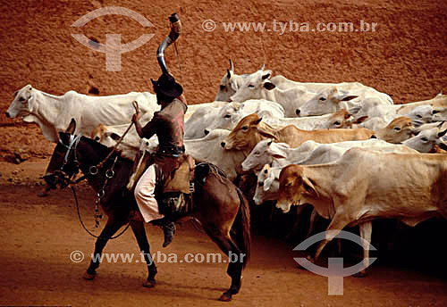  Assunto: Agropecuária, vaqueiro a cavalo com berrante manejando o gado / Local: Pantanal / Data: Década de 80 