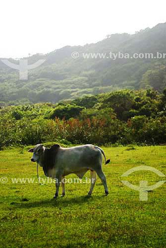  Boi zebu em pasto com vegetação ao fundo - município de Palhoça - SC - Brasil  - Palhoça - Santa Catarina - Brasil