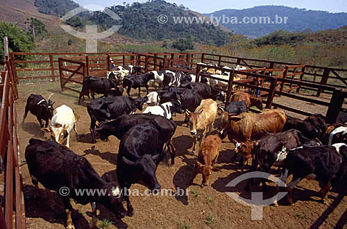  Agropecuária / pecuária: Fazenda de gado leiteiro, Secretário, Rio de Janeiro, Brasil /  Data: 2003 