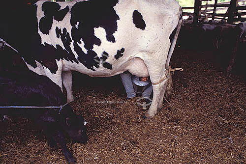  Agropecuária / pecuária (gado) : pequeno criador rural ordenha vaca, Nova Friburgo, Rio de Janeiro, Brasil, 1998  - Nova Friburgo - Rio de Janeiro - Brasil