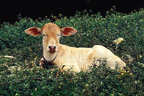  Agropecuária / pecuária : boi deitado no pasto, Brasil 
