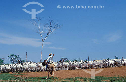  Agropecuária / pecuária : vaqueiro conduzindo o gado, região amazônica, Acre, Brasil  - Acre - Brasil