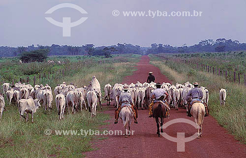  Agropecuária / pecuária: vaqueiros conduzindo gado Nelore, Amazônia, Brasil 
