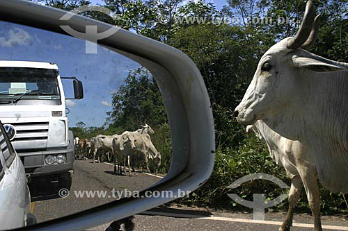   Retrovisor de caminhão mostrando gado em asfalto,  Brazil
 