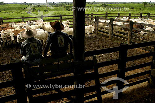  Agropecuária / pecuária : Boiadeiros observando o gado no curral, Brasil 