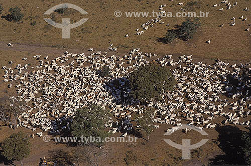  Agropecuária / pecuária : fazenda de criação de gado, Amazônia, Rondônia, Brasil. Data: 1998 