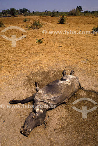  Assunto: Carcaça de búfalo morto / Local: Ilha de Marajó - PA - Brasil / Data: 2005 