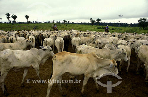  Criação de gado - pecuária - Pantanal - Brasil 