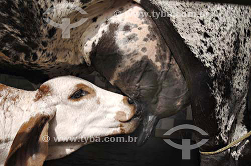  Vaca alimentando bezerro - Fazendas próximas a São Fidélis - Rio de Janeiro - Brasil
Data: 01/12/2006 