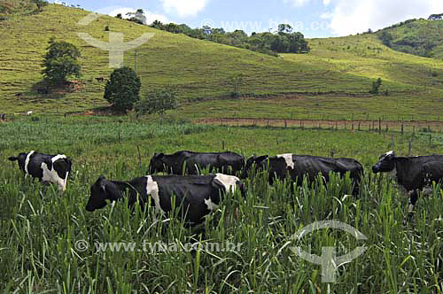  Vacas leiteiras no pasto - Fazendas próximas a São Fidélis - Rio de Janeiro - Brasil
Data: 01/12/2006 