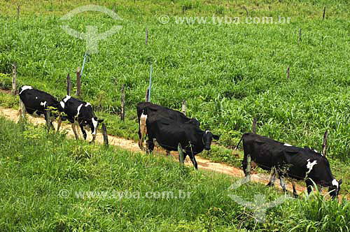  Vacas leiteiras no pasto - Fazendas próximas a São Fidélis - Rio de Janeiro - Brasil
Data: 01/12/2006 