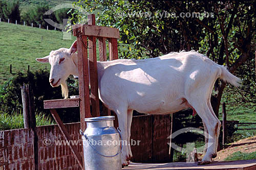  agroepcuária / pecuária (cabra) : cabra se alimentando 
em recipiente apropriado 