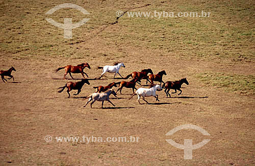  Agropecuária / pecuária (cavalo) : cavalos correndo no campo 