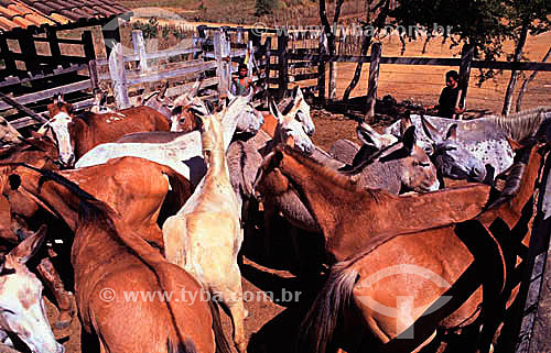  Agropecuária / pecuária (jumento) : jumento para abate, no curral. Vale do Jequitinhonha, Minas Gerais, Brasil - 2005  - Jequitinhonha - Minas Gerais - Brasil
