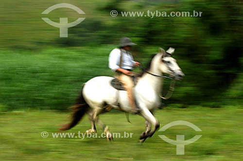  Hipismo / Equitação : homem montado à cavalo da raça Campolino 