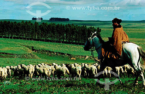  Fazendeiro com ovelhas 