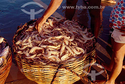  Pesca de camarão - Peba - Al - Brasil  - Piaçabuçu - Alagoas - Brasil