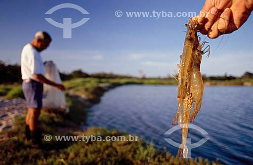  Pesca de camarão - Valença - BA - Brasil  - Valença - Bahia - Brasil