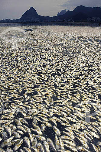  Peixes mortos pela poluição na Lagoa Rodrigo de Freitas - Rio de Janeiro - RJ - Brazil - 2002  - Rio de Janeiro - Rio de Janeiro - Brasil