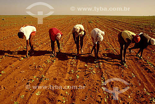  Assunto: Trabalho infantil em plantação de algodão
Local: Região de Bom Jesus da Lapa - Bahia - Brasil
Data: 2002 