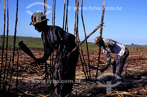  Trabalhadores rurais fazendo colheita manual de cana-de-açúcar  - Rio de Janeiro - Brasil