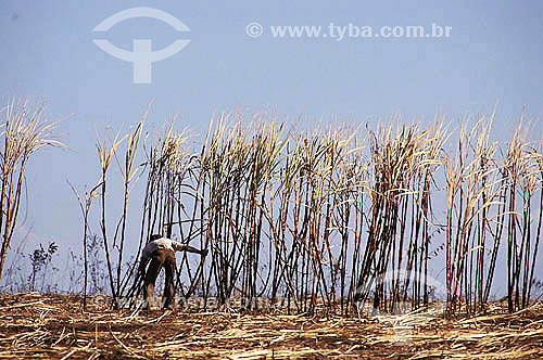  Bóia-fria em plantação de Cana de Açúcar - Trabalhador rural  - Brasil