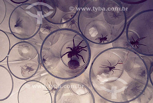  Aranhas armazenadas em recipientes de vidro 