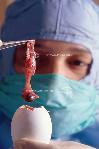  Engenharia genética - Laboratório FIOCRUZ - Cientista retirando um feto de galinha de dentro de um ovo  