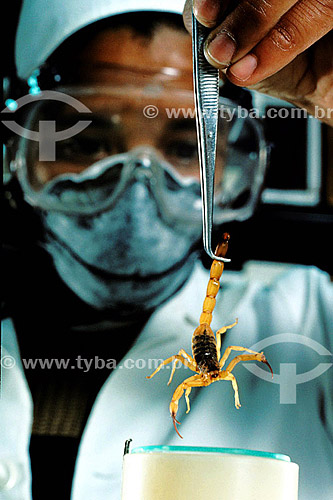  Produção de vacina utilizando escorpiões - Instituto Butantan - SP - Brasil
Data: 08-12-1989 