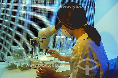 Mulher no microscópio - Laboratório de pesquisas botânica -  Extração de meristema para microenxertia 