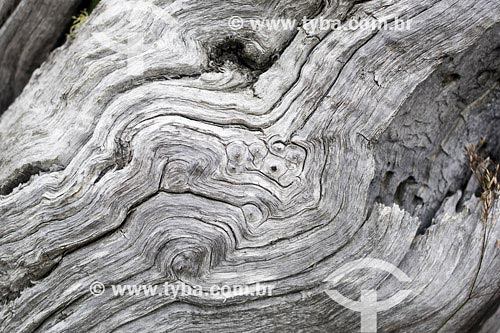  Assunto: Detalhe de casca de árvore
Local: Patagônia - Argentina
Data: 20/01/2007 