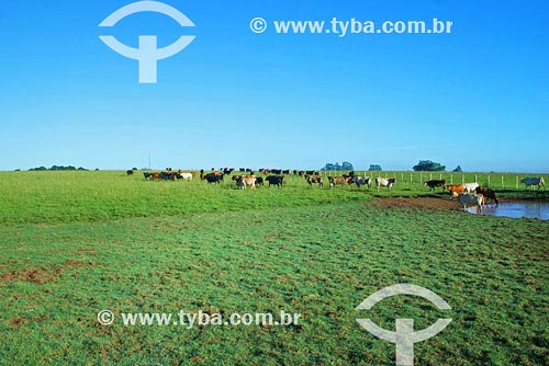  Assunto: Criação de gado - Pecuária
Local: Santo Ângelo - RS
Data Março de 2008 