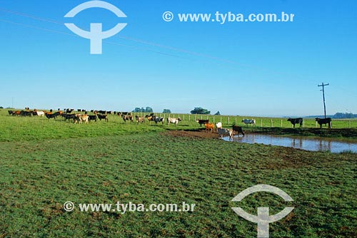  Assunto: Criação de gado - Pecuária
Local: Santo Ângelo - RS
Data Março de 2008 