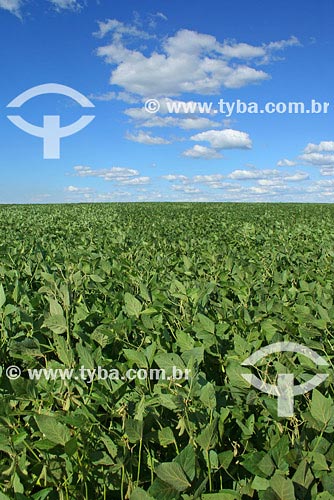  Assunto: Agricultura - Plantação de Soja
Local: Santo Ângelo - RS
Data: Março de 2008 