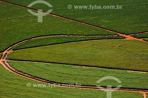  Assunto: Plantação de cana-de-açucar

Local: Triangulo Mineiro - MG

Data: Março de 2008 