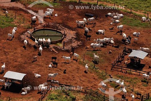  Assunto: Fazenda de gado da raça Nelore

Local: Triangulo Mineiro - MG

Data: Março de 2008 