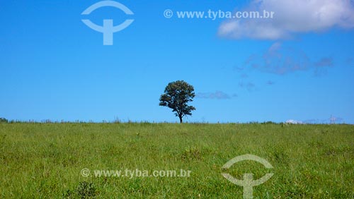  Assunto: Árvore em pasto / Local: Uberlândia - MG / Data: 03/2008 