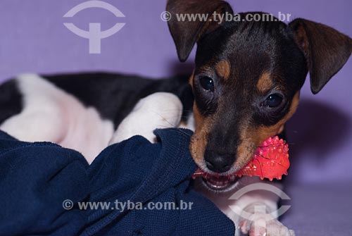  Assunto: Cão da raça Jack Russell Terrier mordendo brinquedo em forma de osso 