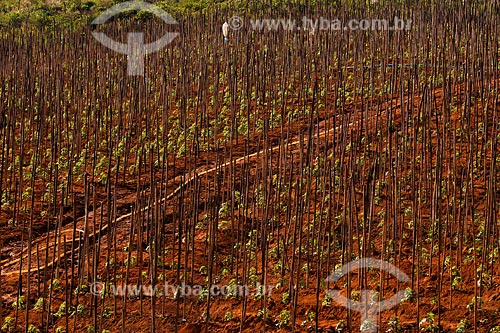  Assunto: Plantação de tomate entre as cidades de Muriaé e Raposo / Local:  Noroeste Fluminense - RJ / Data: 06/2008  